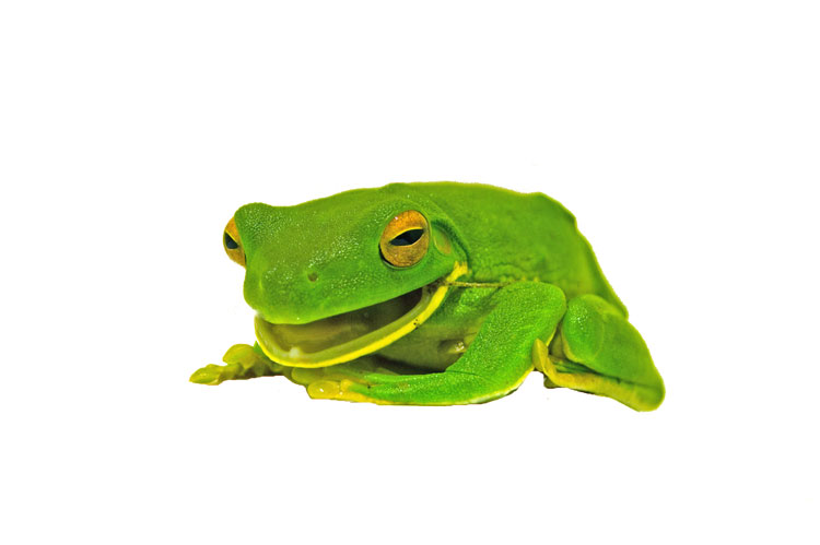 Australia Frogs