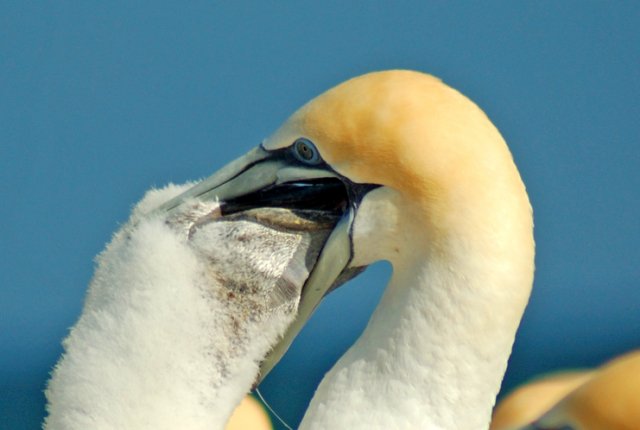 image gannet-feed-large-chick-seq-iv-jpg