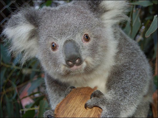 image koala-jpg