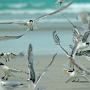 image crested-terns-take-off-jpg