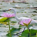 image little-egret-on-water-lilies-10-jpg