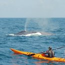image rory-in-kayak-with-blue-whale-ii-jpg