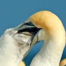 image gannet-feed-large-chick-seq-iv-jpg
